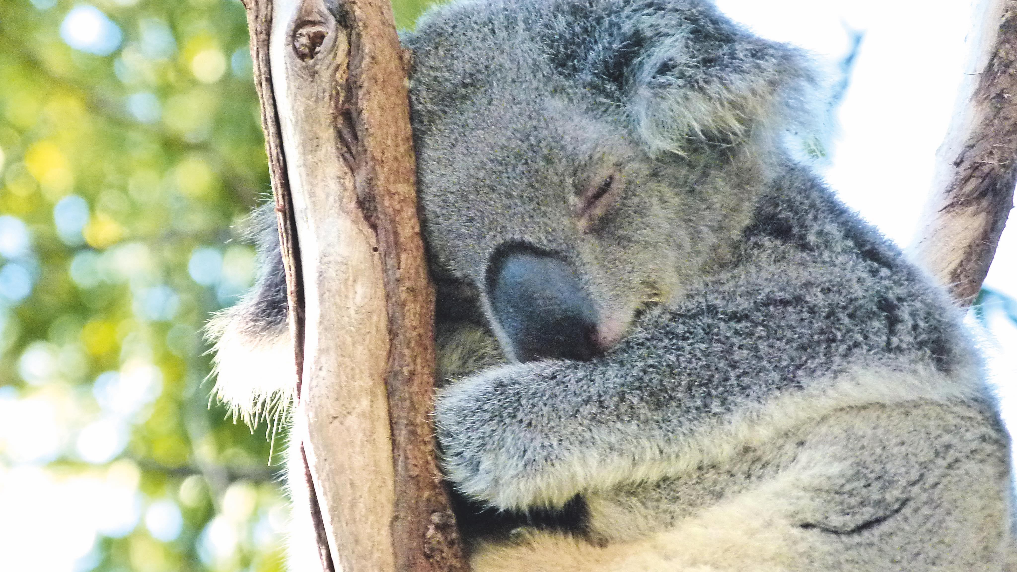 Sydney%203b%20gallery