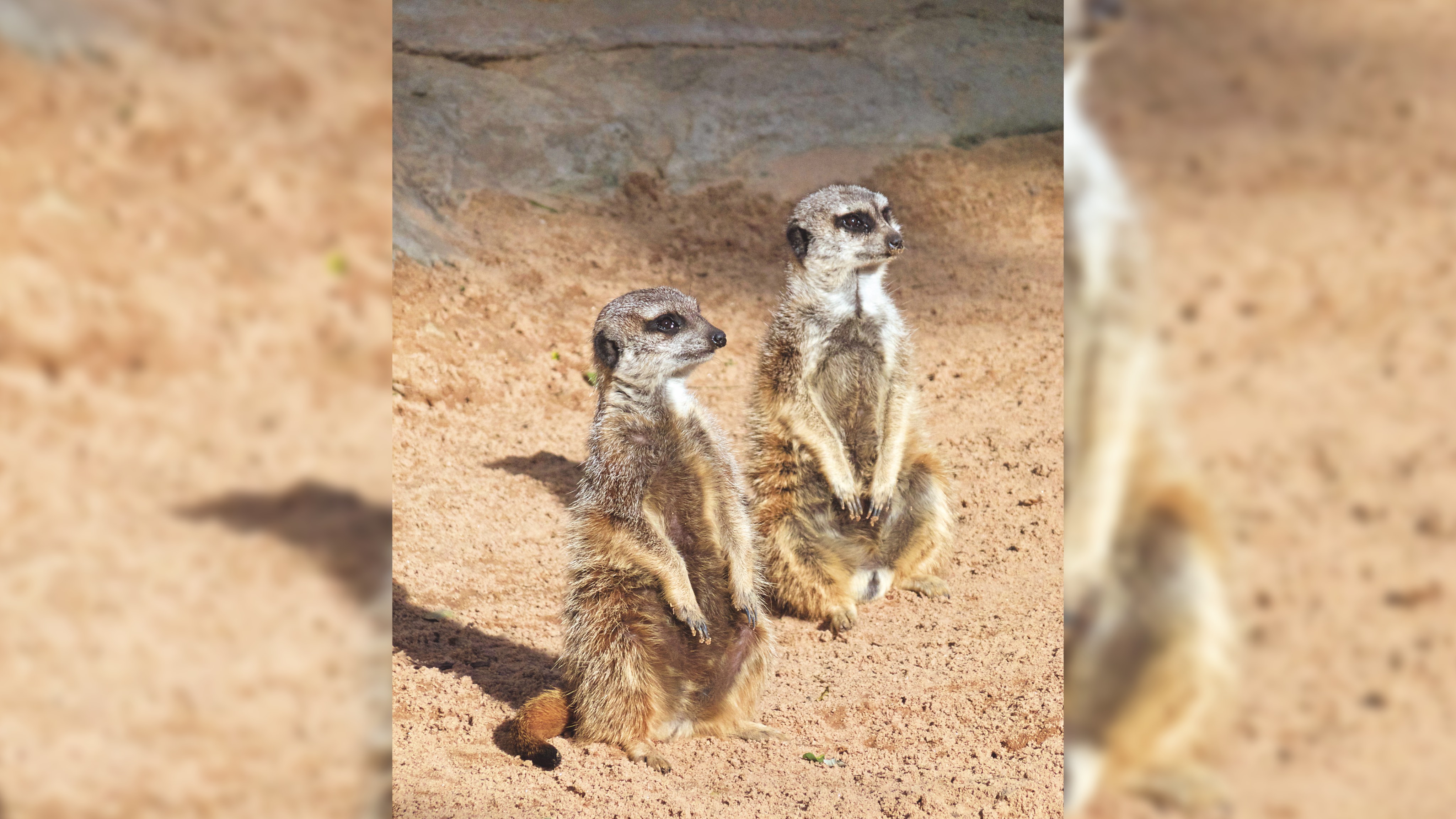 Sydney%207a%20gallery