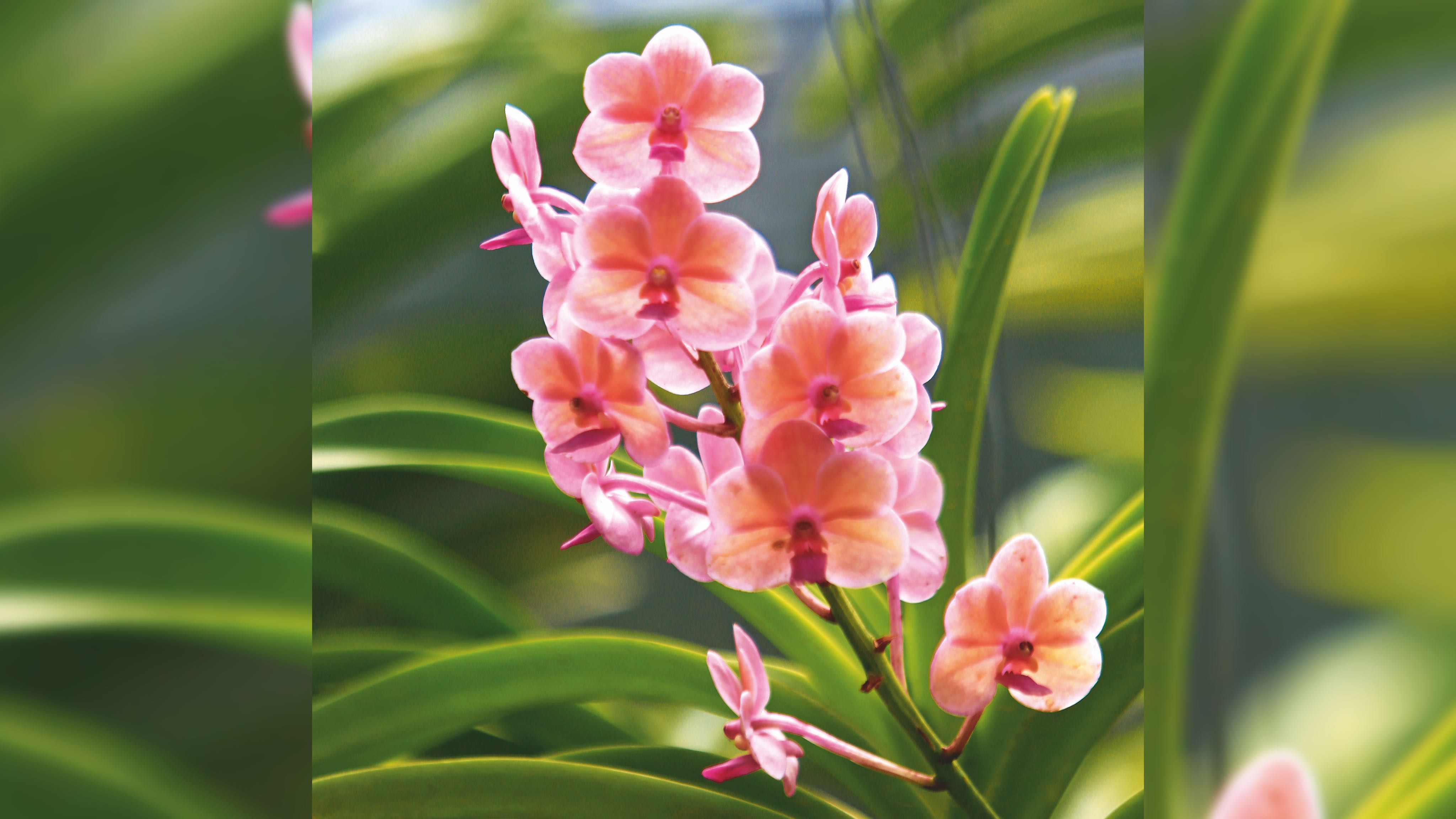 chiang%20mai%20photo%2017