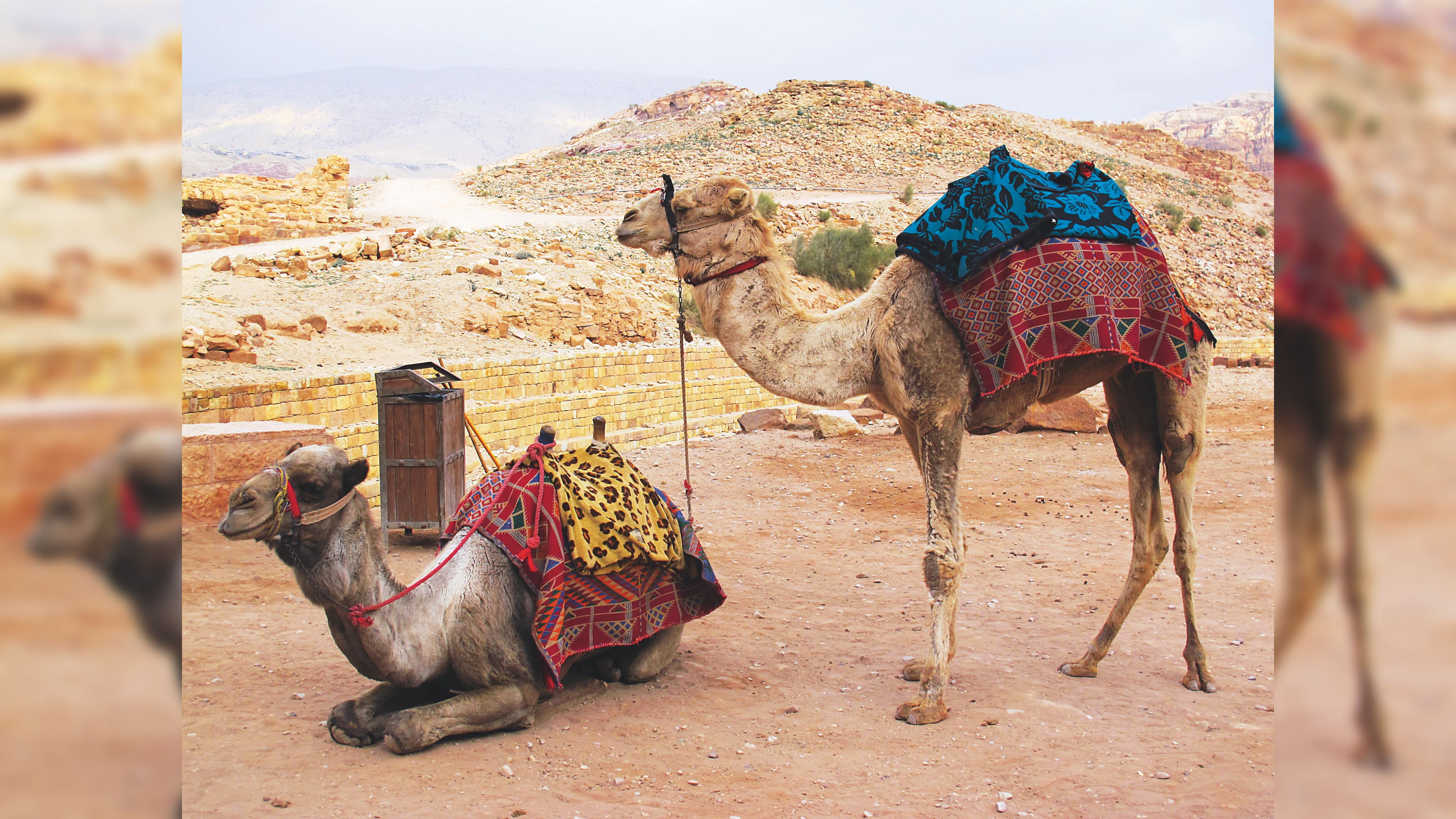 Photo%2013%20petra